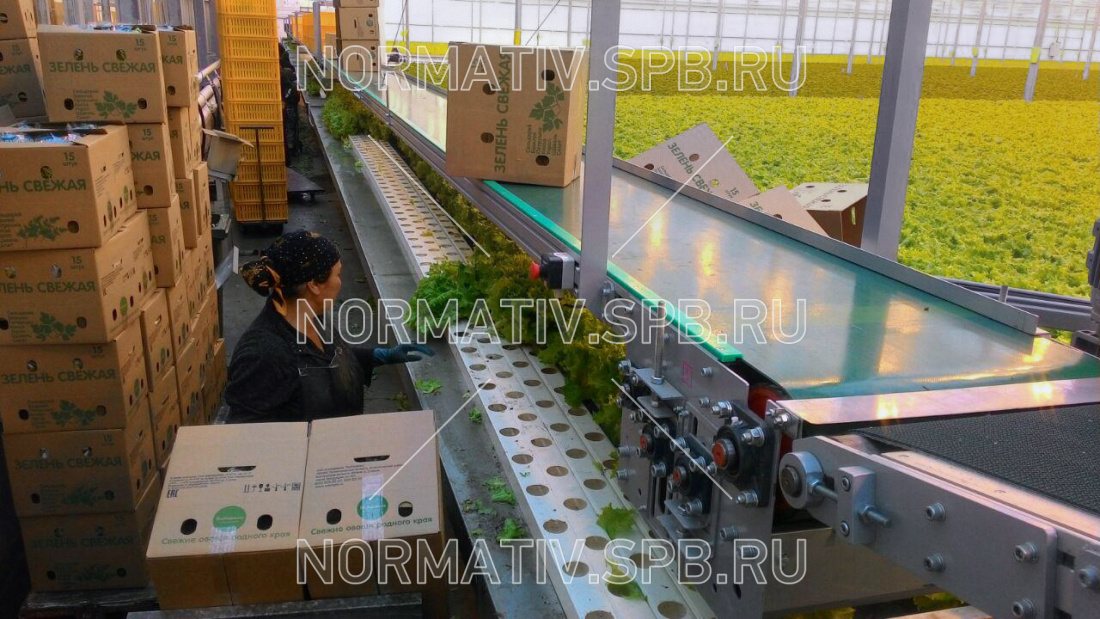 Ленточный подвесной конвейер для промышленной теплицы - изготовление и монтаж ООО Норматив